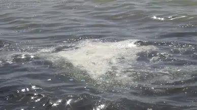 KOCAELİ İzmit Körfezi'ndeki beyaz tabakanın fitoplankton olduğu ortaya çıktı (VİDEO EKLENDİ)