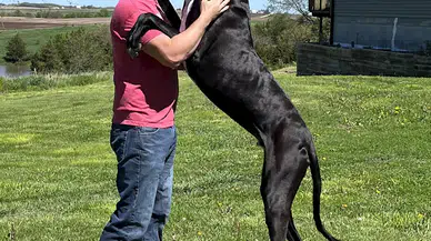 Dünyanın en uzun köpeği hayatını kaybetti