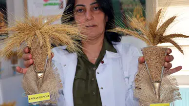 Yarım asırda soğuğa dayanıklı ve verimli 14 buğday, 2 tritikale, 1 de arpa çeşidi geliştirildi