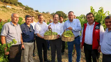 ‘Tarım Kampüsü’nde yetiştirilen üzümler hasat edildi