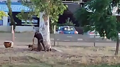 Sürüden ayrılan koyuna şiddet uyguladı