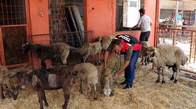 Diyarbakır ve Mardin’deki yangında yaralanan koyunlara huzur terapisi