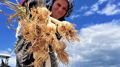 Coğrafi işaretli Taşköprü sarımsağında hasat başladı