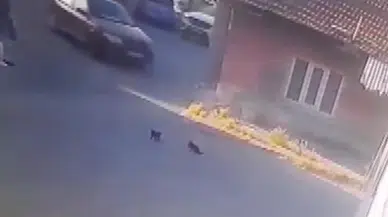 Kedi yavrularını ezip, kaçan sürücüsü kameralardan tespit edildi