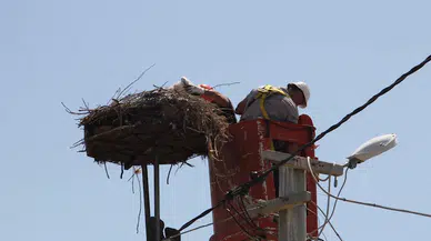 Trakya'da leylek yuvalarına bakım