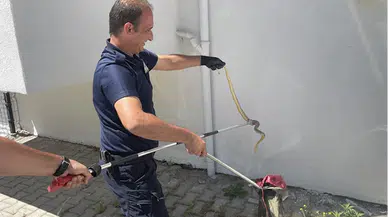 Bolu'da yerleşim biriminde yakalanan 1,5 metrelik yılan doğaya salındı