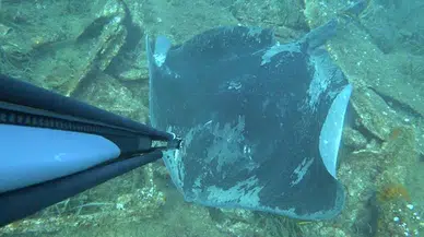 Dalışta, kuyruğu kesilip, halat bağlanmış vatozu görüntüledi