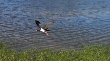 Nadir görülen karaleylek dron ile görüntülendi
