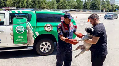 Edirne’de vatandaşların bulduğu yaralı köpek tedaviye alındı