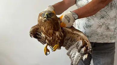 Çorum'da doğada yaralı bulunan kızıl şahin koruma altına alındı