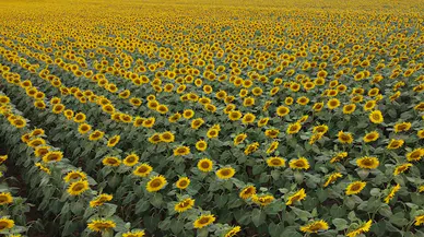 Trakya'nın 'sarı gelini' sıcaklık stresini şimdilik yendi, çekirge tehlikesiyle karşı karşıya