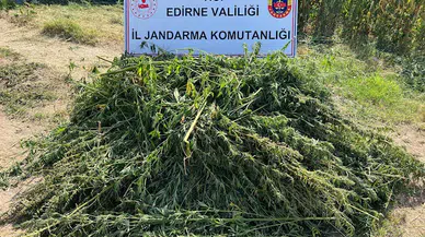 Evin bahçesinde 5 bin 950 kök Hint keneviri ele geçirildi 