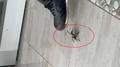 Şırnak’ta zeytuni Orta Doğu tarantulası görüldü