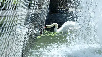 Kuğulu Park’ta kavga eden erkek kuğulara tel örgülü önlem