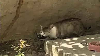 Amasya'da kedinin ağzındaki ebabil kuşu kurtarıldı