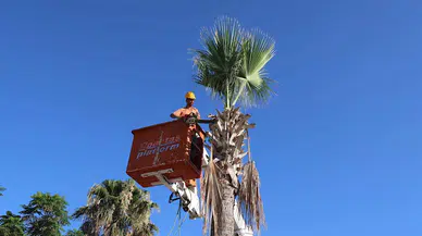 Marmaris'te palmiyelerin bakım zamanı