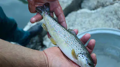 Bayburt'ta kaynak sularda yetiştirilen alabalık türleri lezzetiyle öne çıkıyor