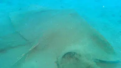 Vatoz ve köpekbalıklarının nesli korunacak