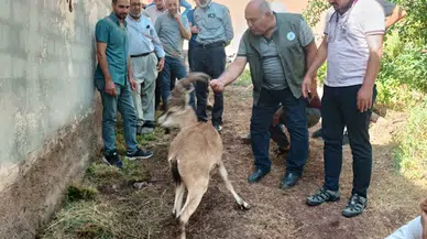 Elazığ’da bitkin halde bulunan dağ keçisi, tedavisinin ardından doğal ortamına salındı