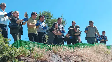 Amasya'da 600 kınalı keklik doğaya bırakıldı