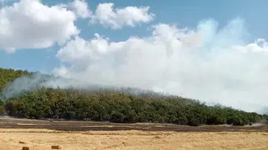 Edirne Keşan’da orman yangını