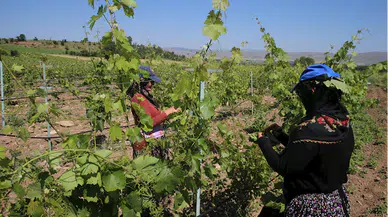 Tokat bağ yaprağının ihracı için biyoteknik mücadeleye ağırlık verildi