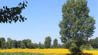 Pazar'da 120 üreticiye yüzde 50 devlet katkılı yağlık ayçiçeği tohumu verildi