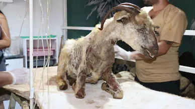 Mardin-Diyarbakır sınırındaki yangında yaralanan 26 hayvan 'Kurtarılmış Hayvan Çiftliği'nde