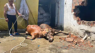 Yanan ahırda 3 büyükbaş öldü