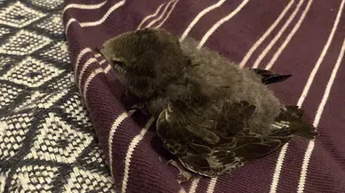 Karabük'te bitkin halde bulunan ebabil yavrusu korumaya alındı