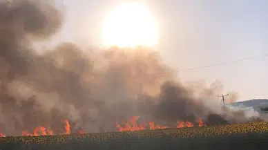 Buğday tarlasındaki yangın 1 saatte kontrol altına alındı; 60 dönüm ekili alan yandı 