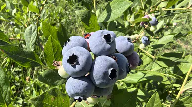İnegöl'de yaban mersini hasadı başladı