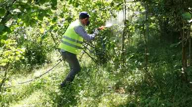 Fındık Üretiminde Tehlike Altındaki A. Chinensis'e Karşı Trabzon'da Büyük Çaba