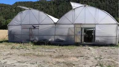 Gaziantep'ten Karabük'e yerleşen depremzede çiftçi, topraksız tarımla çilek üretiyor