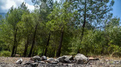 Orman yasakları sonrası 'mangal' duyarsızlığı