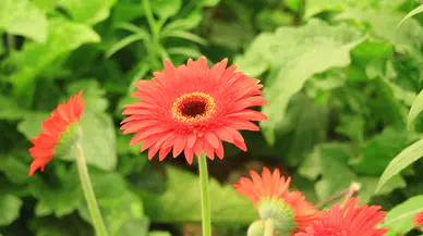 Tokat’ta uygulanan proje ile 300 kadın kesme çiçek sektörüne katılıyor