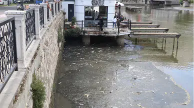 Amasya'dan geçen Yeşilırmak'ta balık ölümleri görüldü