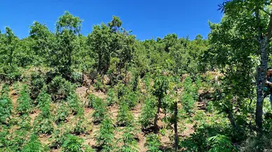 Bingöl'de 2 bin 860 kök kenevir ele geçirildi