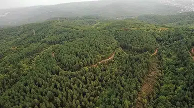 Valilik açıkladı! Erzurum'da ormanlık alanlara girişler 15 Ekim'e kadar yasaklandı