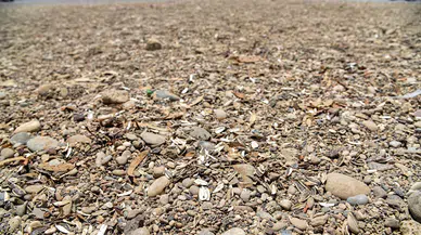 Sahilde izmarit, çekirdek kabuğu kirliliği