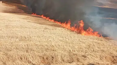 Adıyaman'da anız yangını