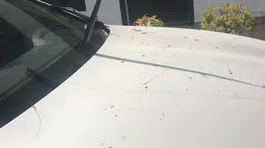 Finike'de belediye başkanının makam aracına zarar veren şüpheliye gözaltı