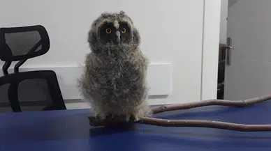 Amasya'da yaralı bulunan puhu yavrusu tedavisinin ardından doğaya bırakılacak