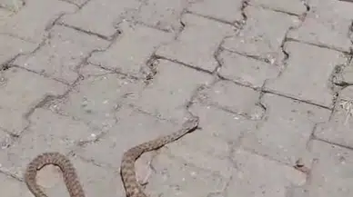 Siirt’te sokakta 1,5 metrelik yılan kamerada 