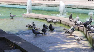 Amasya'da sıcaktan bunalan güvercinler süs havuzunda serinledi