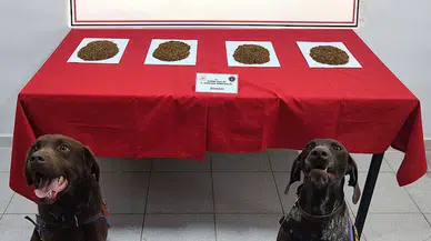 Edirne’de durdurulan araçta 300 gram bonzai ele geçirildi 