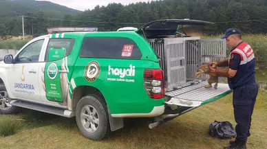 Yaralı yavru tilki korumaya alındı 