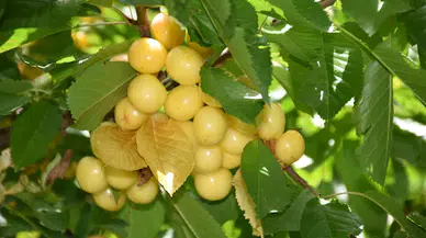 Niğde’nin yükseklerinde üretilen kirazlar yurt dışına ihraç ediliyor