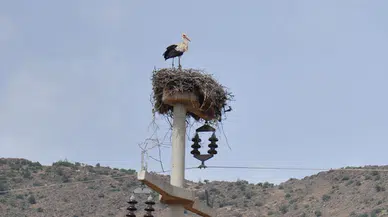 Leylekler 20 yıldır aynı direkte yuva yapıyor