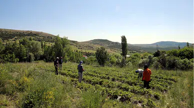Tokat'ta hibe desteğiyle çilek üretimine başlayan çiftçi, talebe yetişmekte zorlanıyor